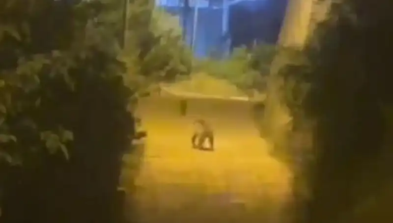 Gümüşhane'de Şehir Merkezinde Ayı Görüntülendi, Vatandaşlar Endişelendi