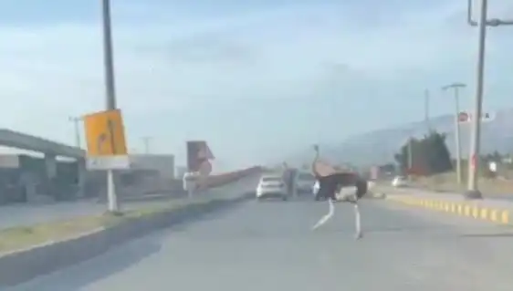 Hatay'da Trafikte Deve Kuşu Görüntüleri Sosyal Medyada Olay Yarattı