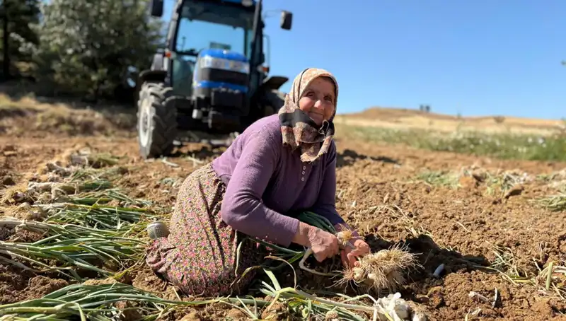 Selenyum Cenneti: Tarladan Bin 200 Liraya Toplanan Fıstıklar