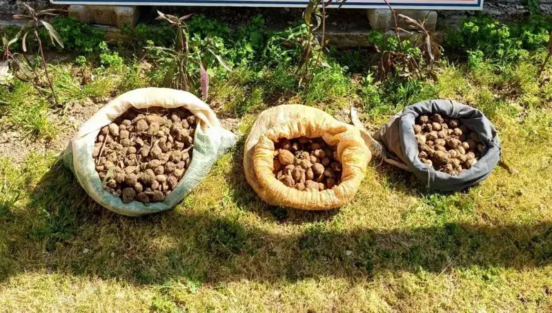 10 Kilo Salep Toplayan Şahıslar Ormanlarda Yakalandı: Olayın Perde Arkası!