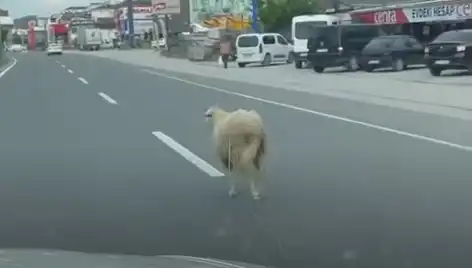 Yalova'da Kaçan Kurbanlıklar Trafiği Felç Etti: Bir Günlük Kaos