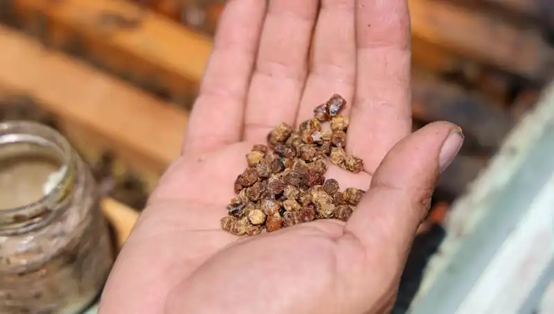 Eskiden Atılan Besin Şimdi Kilosu 3 Bin TL’den Satılıyor: Protein Zengini Lezzet