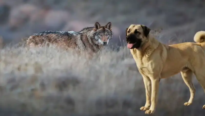 Kangal Köpeği Talebi Artıyor: Kurt Popülasyonu Büyüyor