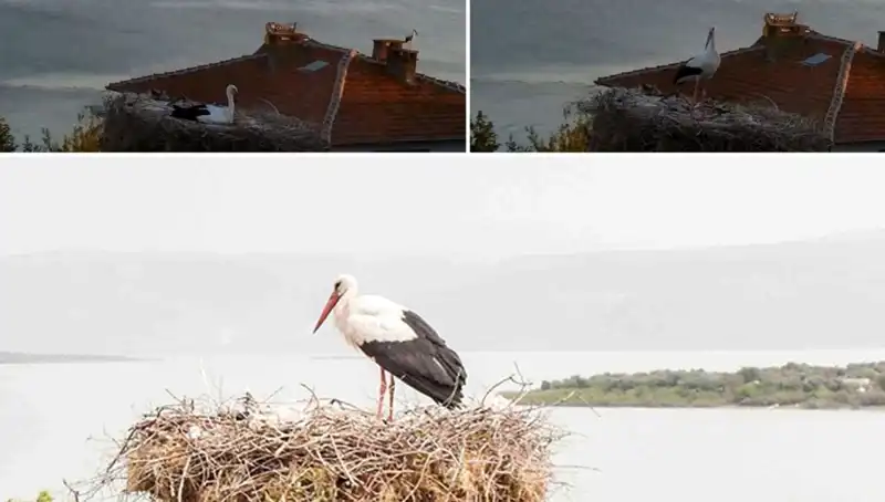 Yaren Leylek Depremi Önceden Hissetti: Doğanın Gizli Dili