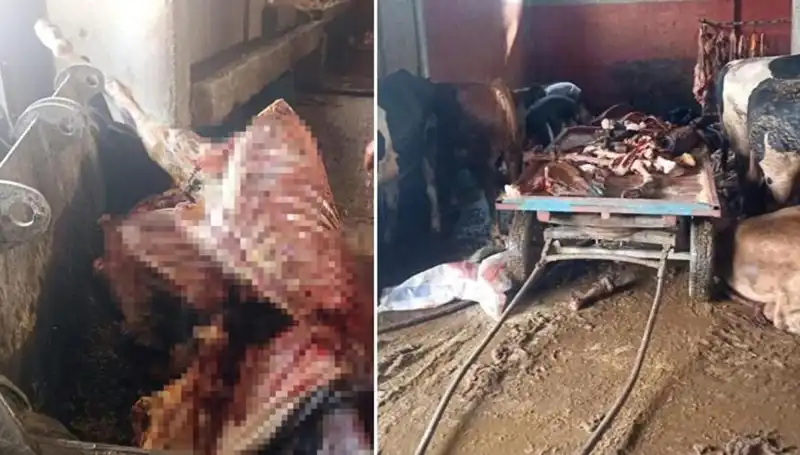 Adana'da 2,5 Ton At Eti Ele Geçirildi, Hayvanlar Son Anda Kurtarıldı