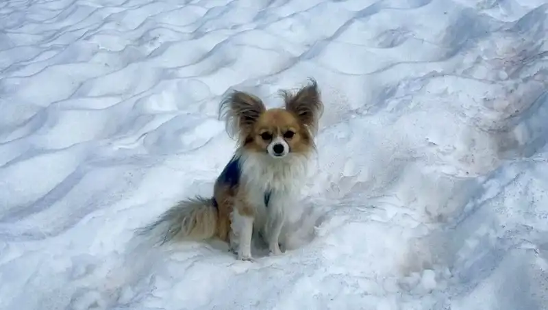 Buzul Yarığına Düşen Adamı Cesur Köpeği Hayata Döndürdü