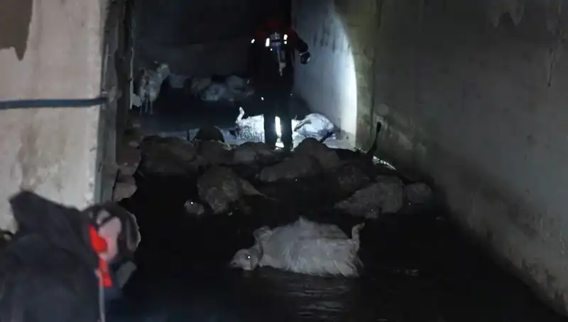 Hayvanları Tehdit Eden Keskin Koku: Onlarca Canlı Telef Oldu