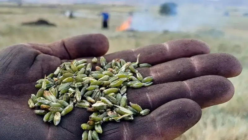 Firik Sezonu Başladı: Eşsiz Lezzeti ile Sağlık Dostu Bir Alternatif