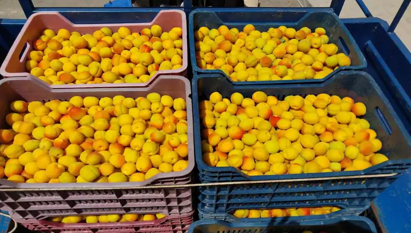 Tarımda Yeni Bir Dönem: İlk Hasat 500 TL'den Alıcı Buldu!