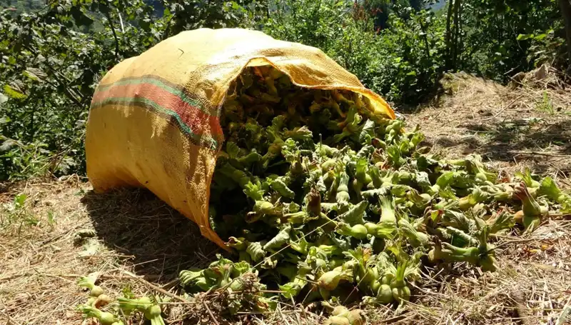 Giresun'da Fındık Hasadı Coşkuyla Başladı, Üreticiler Umutlu Bekliyor