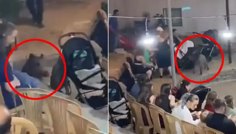 Düğün Töreninde Yaşanan Yaban Domuzu Krizi İle Herkes Şaşkına Döndü