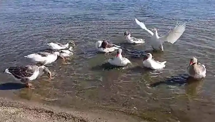 Denizde Yüzmek Suç Olursa, Kazlar Kümese Kapatıldı!