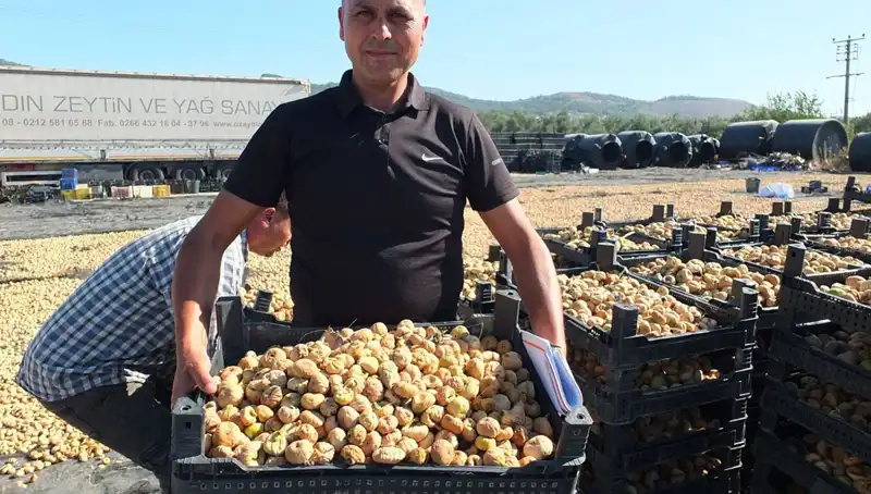 Balıkesir'de Yenilikçi Hasat Süreci ile Çin ve Rusya Pazarı Hedefleniyor