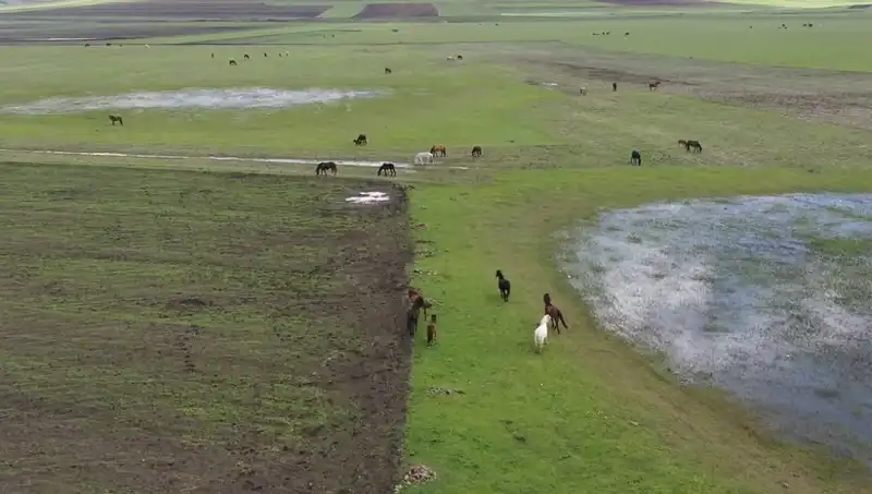 Kars'ın Göz Alıcı Doğasında Yılkı Atlarının Büyüleyici Anları