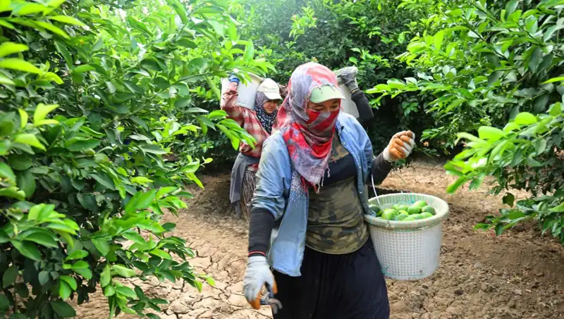 Market Fiyatlarını Sarsacak: 150 Liralık Kilo Rekoru Geride Kaldı!