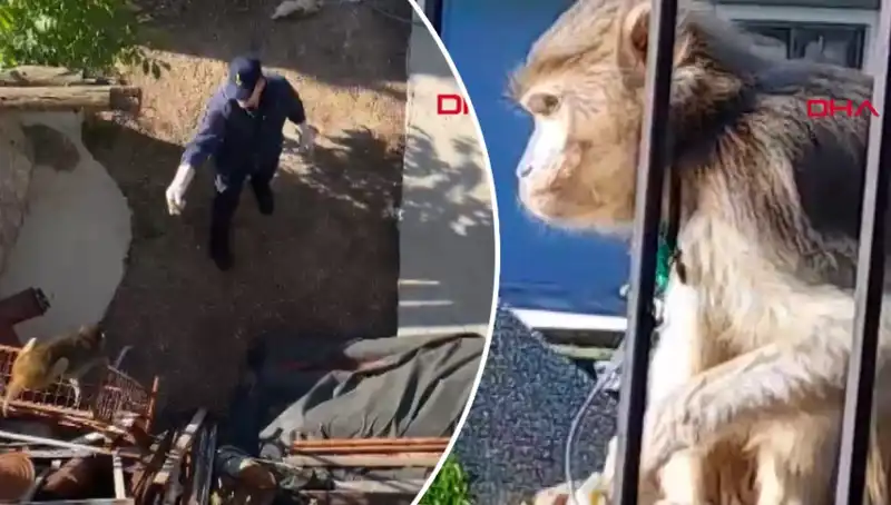 Muğla'da Şaşkınlık Yaratan Maymun Kovalamacası: Mahalleli Ne Düşünüyor?