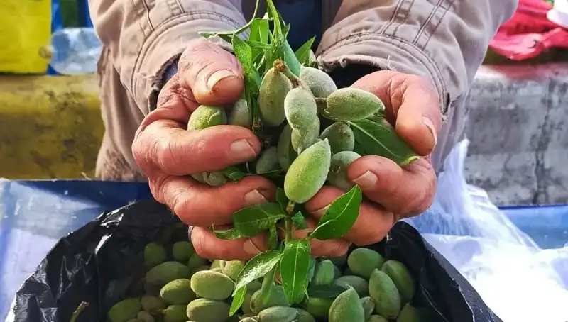 Baharın Müjdecisi: Kilosu 250 TL Olan Taze Sebze Pazarda İlgi Odağı