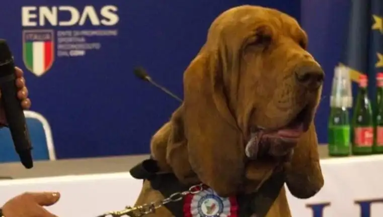 Arama Köpeğine Çivili Sosisle Suikast: Şok Edici Olayın Ayrıntıları