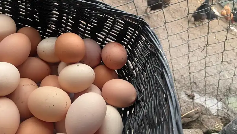 Dünyanın En Ucuz Proteini: Okul Döneminde Ekonomik Çözüm Mü?